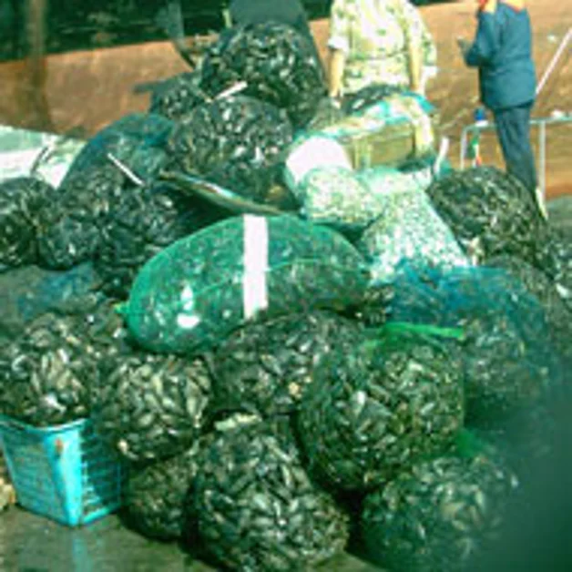 Pesca e vendita illegale di prodotti ittici, maxi blitz al Porto. Sei arresti