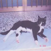 Ritrovata gattina in zona stadio. I contatti per riaverla