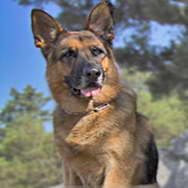 Adotta un cane poliziotto