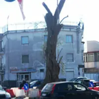 Croce di Paselle, abbattuto l´albero d´ulivo 