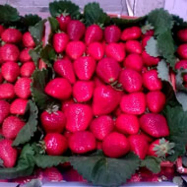 Sorrento. Fragole in cambio di rifiuti, iniziativa pro ambiente