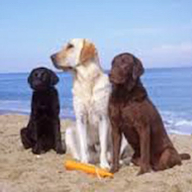 Torre Annunziata. Divieto di cani in spiaggia, due associazioni ricorrono al Tar