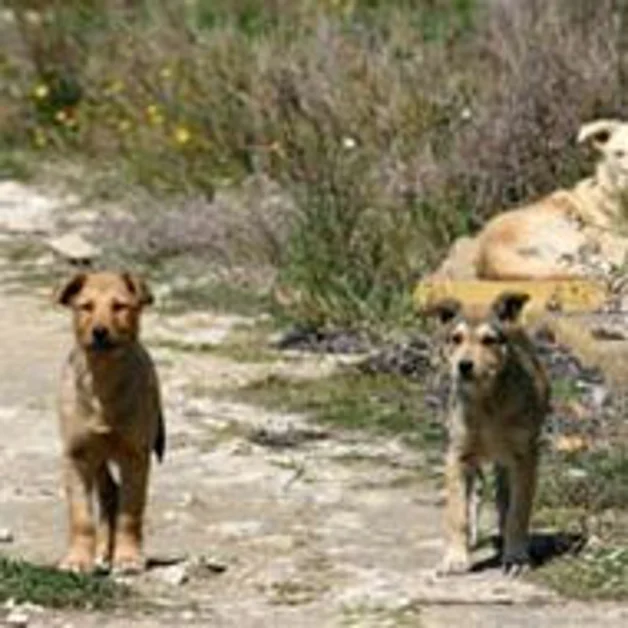 Pompei. Randagismo agli Scavi, polemiche degli animalisti