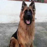 Smarrito cane pastore tedesco, appello per ritrovarlo