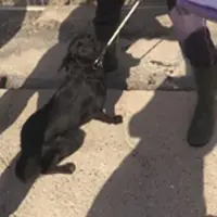 C.mare di Stabia. Trasferimento cani, comunicato animalisti