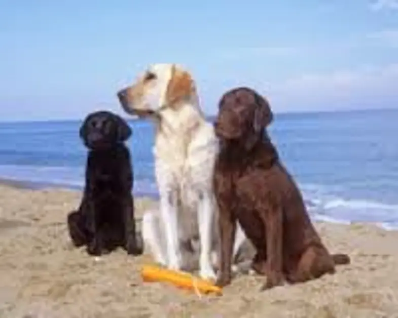 C.mare di Stabia. Cani randagi, comunicato dell´ADDA