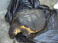 Trovata tartaruga "caretta caretta" al Lido Risorgimento