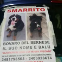Smarrito cane in via Nuova Trecase, appello per ritrovarlo