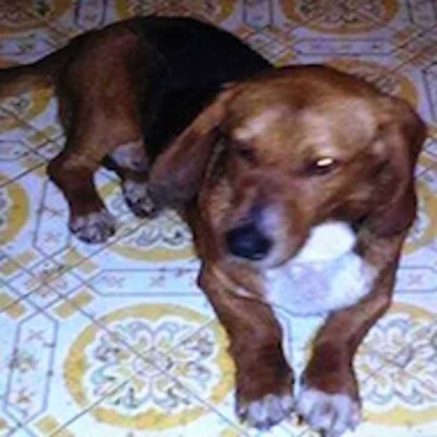 Trovato cane bassethound di colore marrone