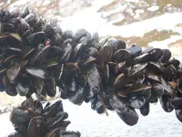 Napoli - Sequestrate dai carabinieri 10 tonnellate di cozze 