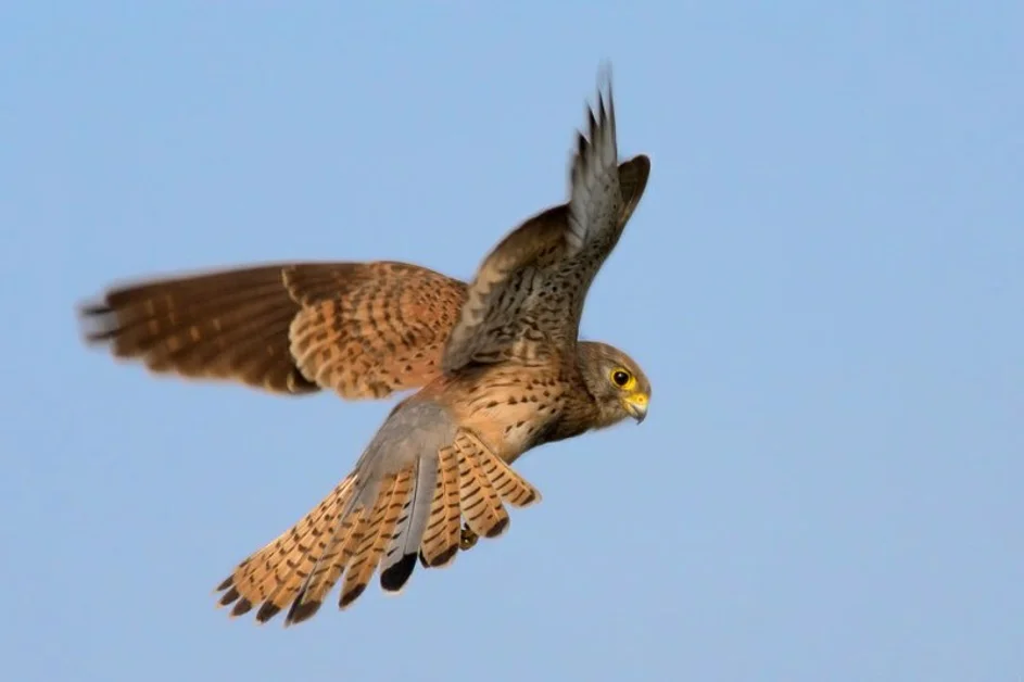 Nola - Piccolo gheppio salvato da un agente di polizia