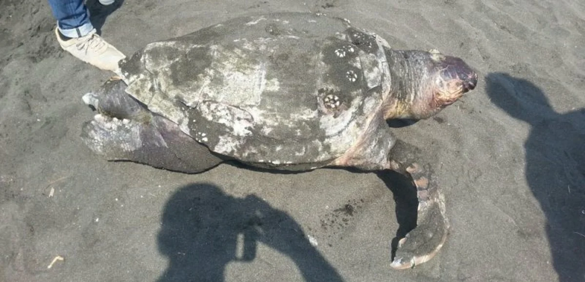 Cadavere di una tartaruga trovato sull'arenile del Lido Azzurro a Torre Annunziata