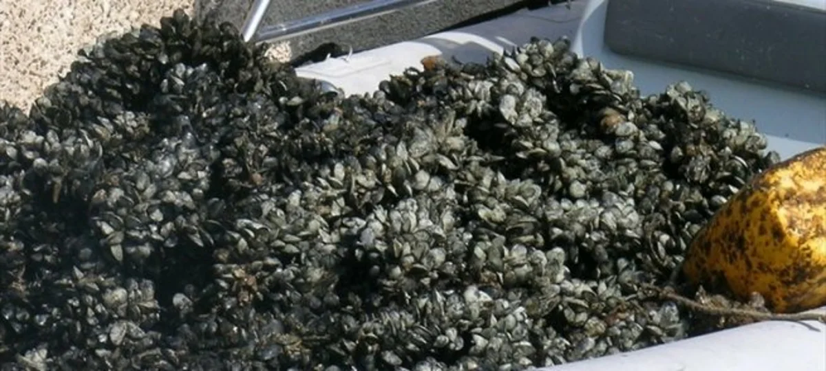 Sequestrata una tonnellata di frutti di mare in cattivo stato