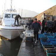 Sequestrate 40 tonnellate di frutti di mare