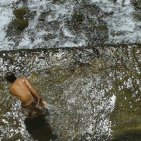 Caserta - Reggia, tuffi nella fontana di Diana e Atteone. Denuncia su Facebook