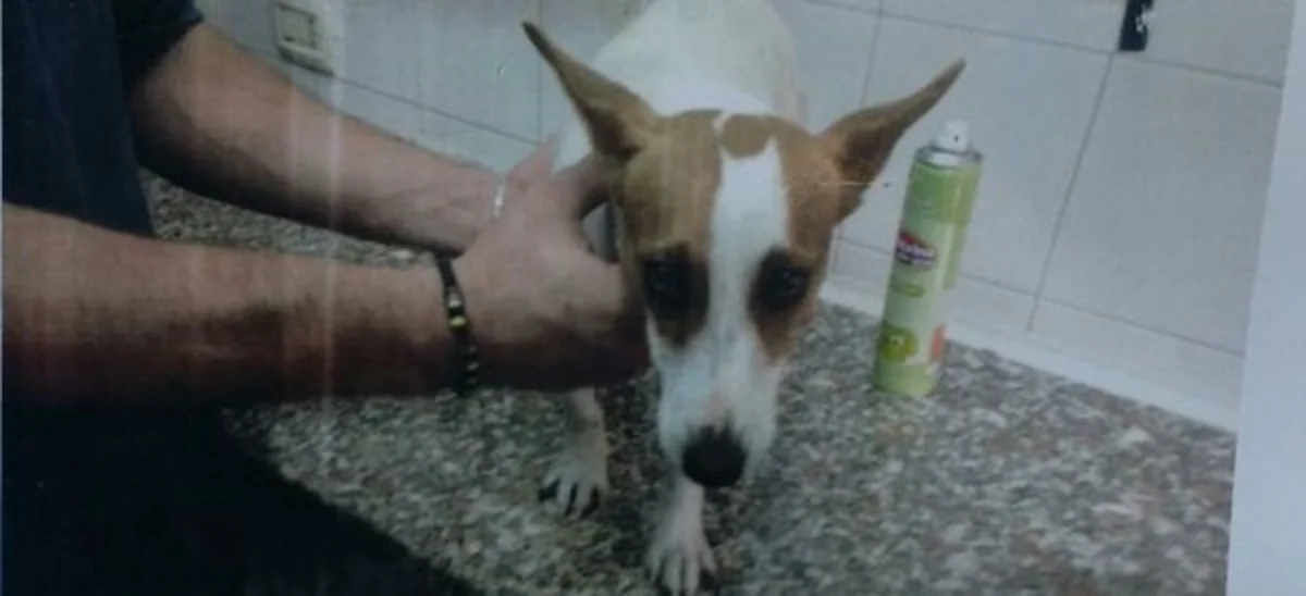 Cane Jack Russel smarrito, ritrovato in via dei Mille