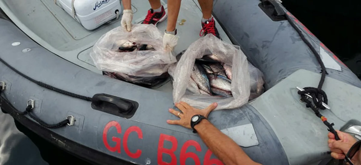Torre del Greco - Pesca di frodo, sequestrato ingente quantitativo di tonnetti rossi