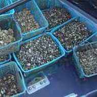 Maxi sequestro di mitili nel porto