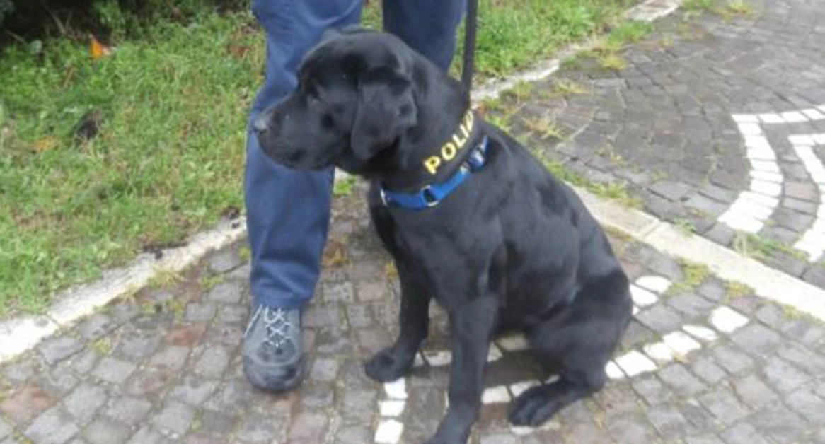 Portici - Sequestrato un chilo di droga grazie al fiuto del cane poliziotto Nora
