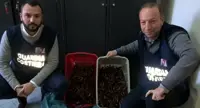 Torre del Greco - Sequestrati 35 kg di datteri di mare in una nota pescheria