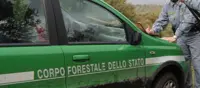 Caserta - La Forestale sequestra maneggio completamente abusivo