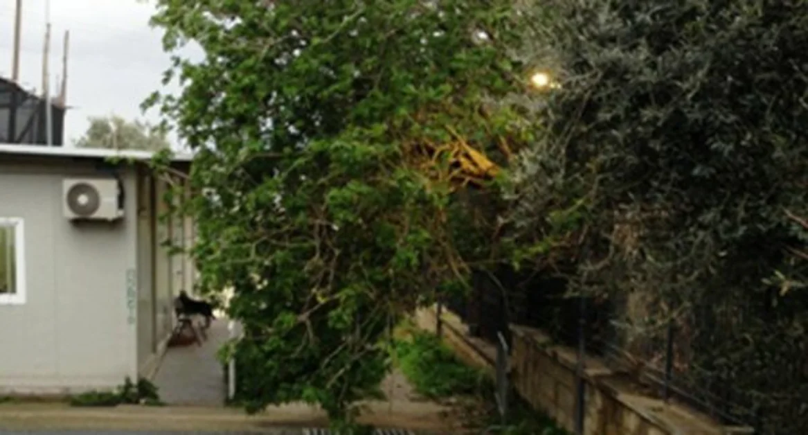 Castellammare di Stabia - Maltempo, cade un albero: chiusa Villa Arianna di Stabia