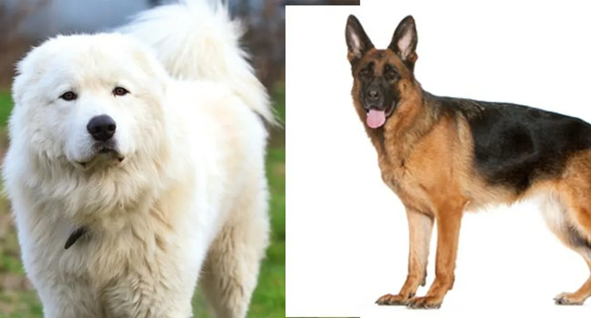 Polstrada salva due cani che vagavano sulla A16, denunciato un proprietario per abbandono