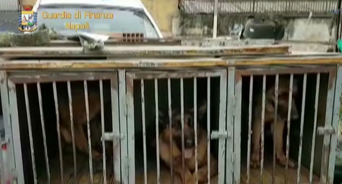 Torre Annunziata - La Guardia di Finanza sequestra canile abusivo: animali segregati in gabbie