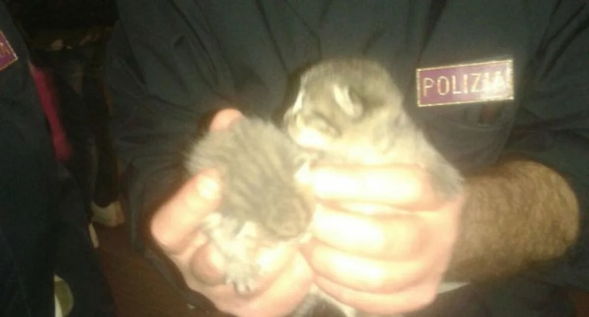 Polizia Ferroviaria salva gattini intrappolati sotto ad un locomotore nella Stazione di Napoli Centrale