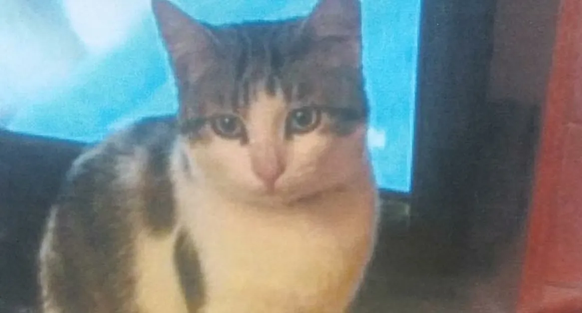 Torre Annunziata - Smarrita una gattina, appello per ritrovarla