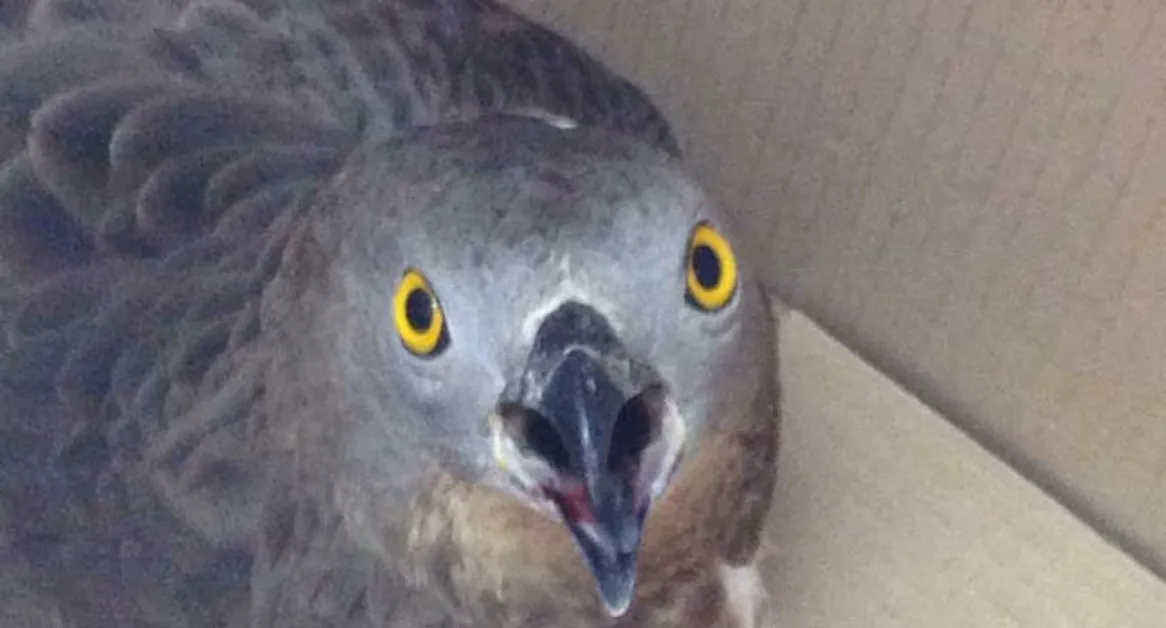 Suore salvano aquilotto trovato ai piedi del campanile del Santuario di Pompei