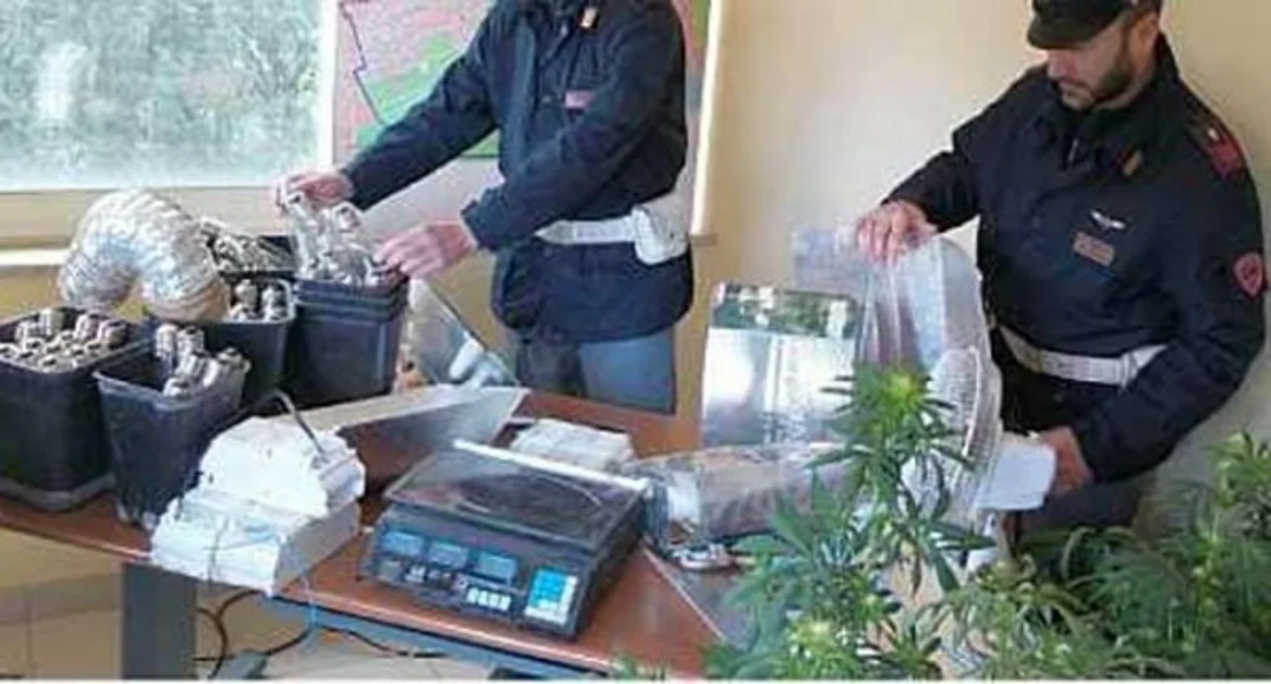Sarno (SA) - Coltivava piantine di cannabis nel cortile di casa, denunciato 44enne