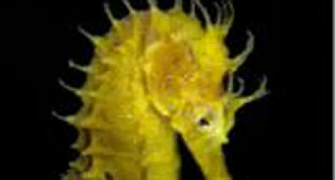 Massa Lubrense - Concluso Corso di Biologia Marina e concorso fotografico