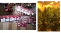 Napoli - Sequestro di sigarette e piantagione di marijuana. Arrestato 23enne