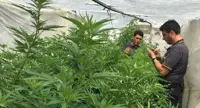 Scafati - Scoperta piantagione di cannabis in un terreno demaniale