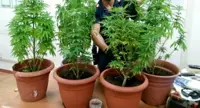 Pozzuoli (NA) - Coltivava marijuana in casa, arrestata 56enne