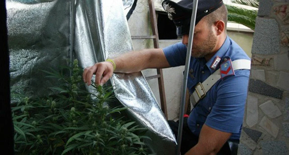 Torre Annunziata - Coltivava cannabis sul terrazzo di casa, arrestato 21enne incensurato