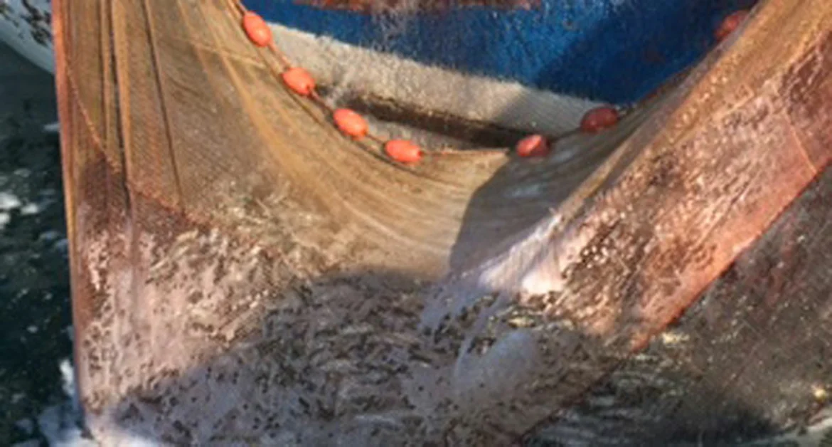 Torre Annunziata - Pesca di frodo nella acque di Torre del Greco, sanzionata imbarcazione oplontina