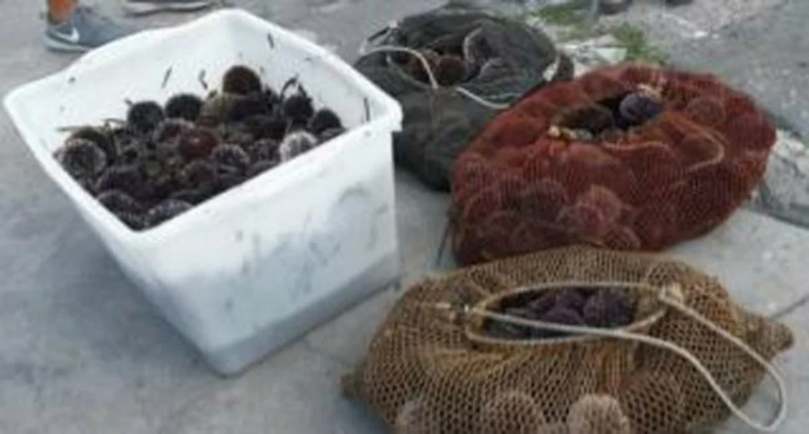 Maxi sequestro di ricci di mare a Marina Grande di Sorrento