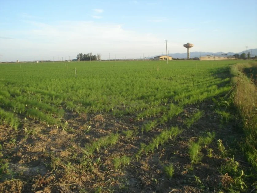 Giugliano - Sequestrate dalla Guardia di Finanza tre piantagioni di marijuana