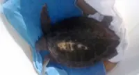 Capri (NA) - Tartaruga Caretta caretta salvata da operatori Parco Punta Campanella