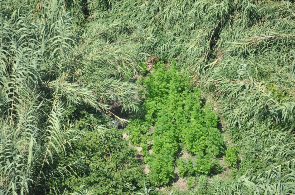Maxi sequestro di piante di cannabis sui Monti Lattari