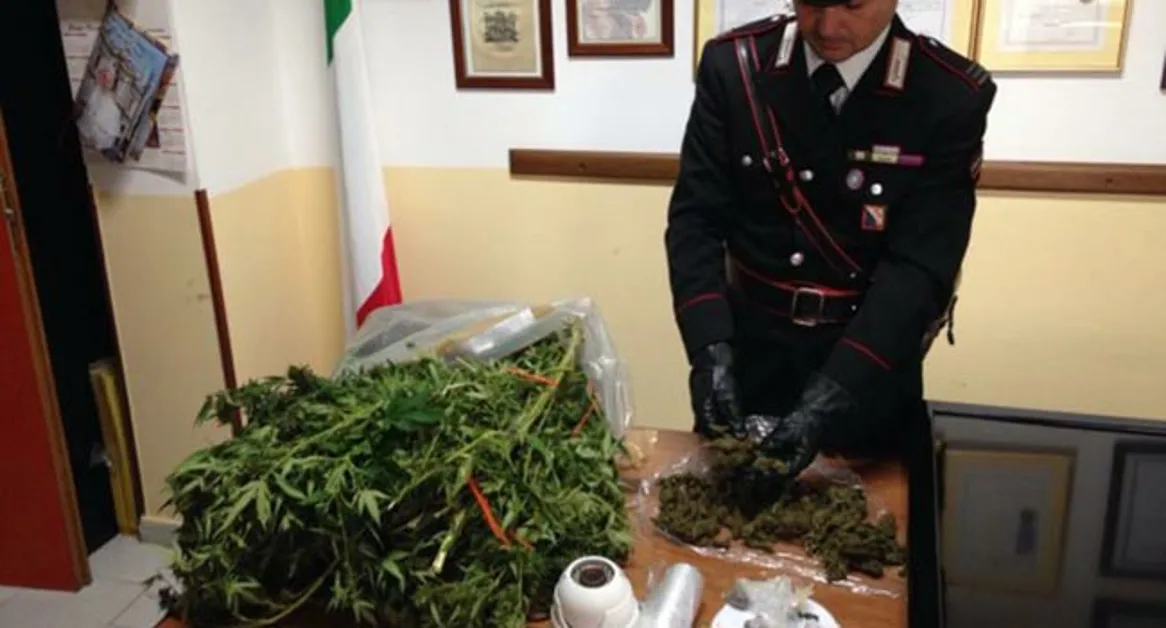 Coltivava cannabis nella sua casa videosorvegliata a Trecase, in manette 43enne
