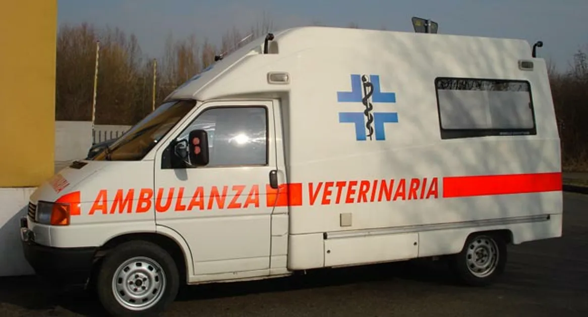 Torre Annunziata - Cucciolo di cane investito su corso Umberto, soccorso dopo circa due ore