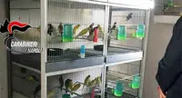 Torre del Greco - Cardellini di specie protetta in gabbia, denunciato 57enne