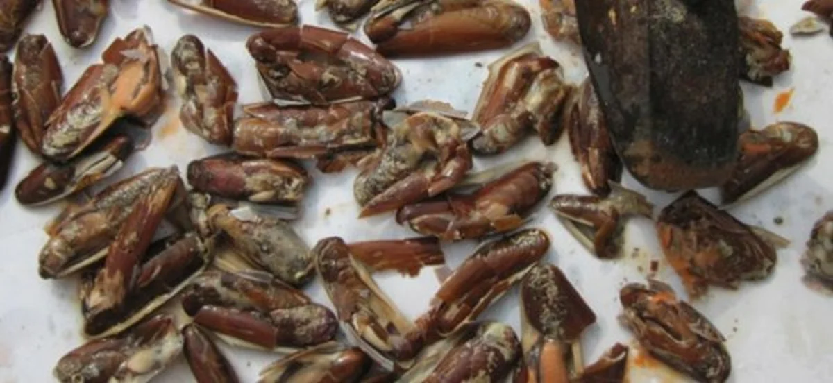 Penisola Sorrentina - Sequestrati 90 kg di datteri di mare nell'area protetta di Punta Campanella