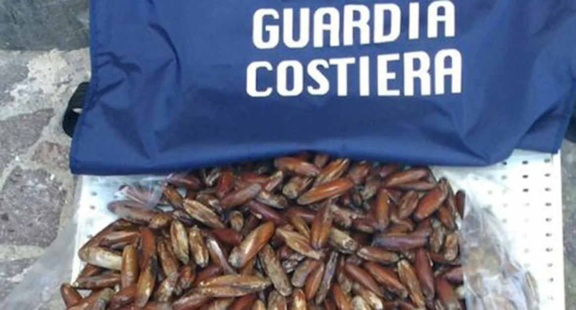 Torre Annunziata - Sequestrati 70 kg di datteri di mare, denunciato stabiese