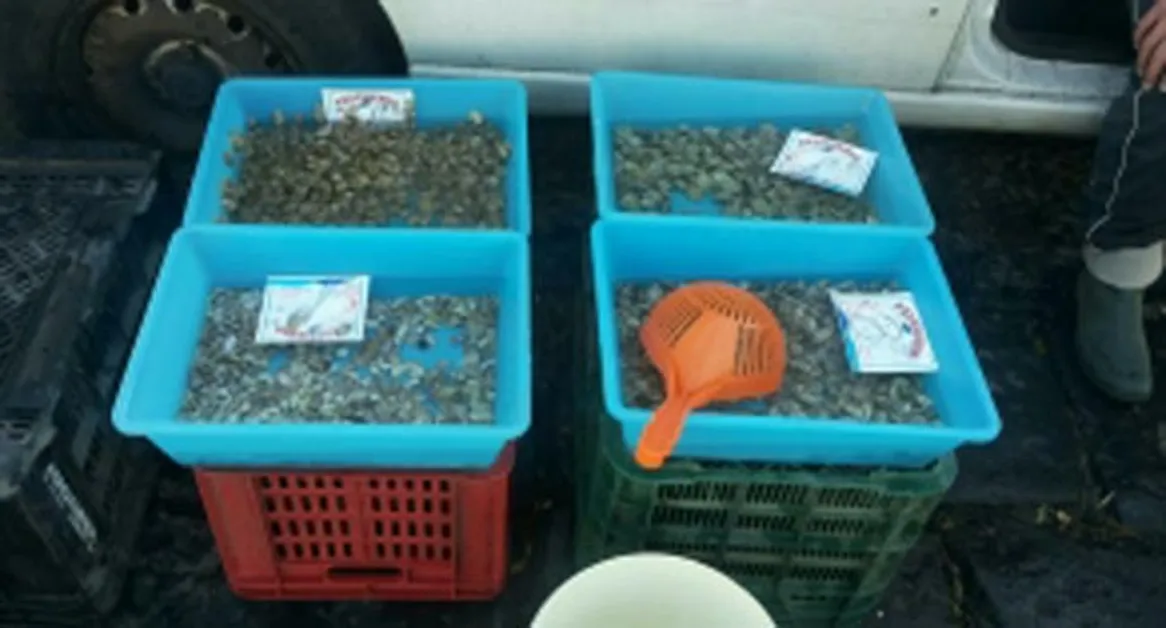 Ercolano - Natale sicuro a tavola, sequestrato un quintale di prodotti ittici