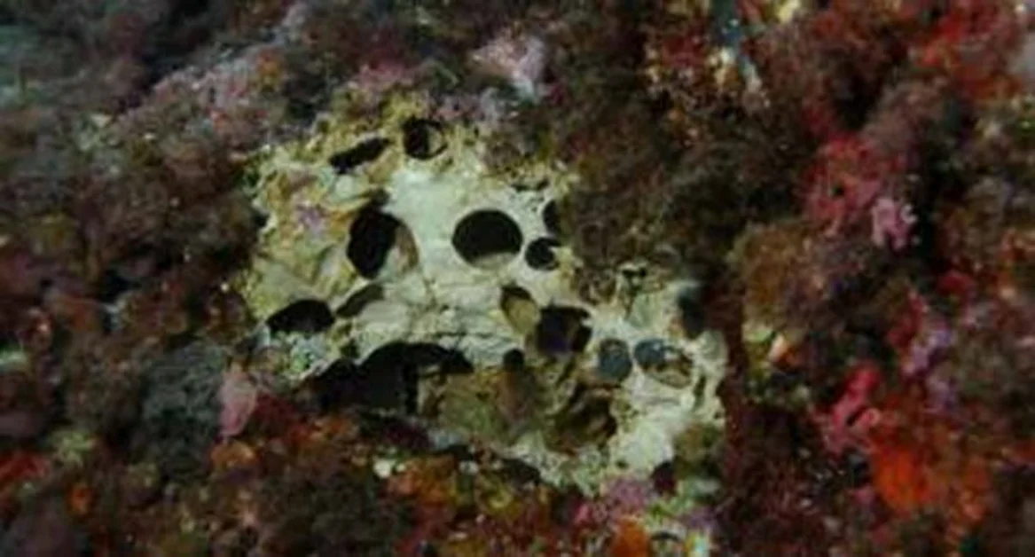 Penisola Sorrentina- Pesca di frodo di datteri di mare, l'appello del Parco di Punta Campanella