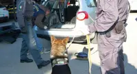 Caserta - Oltre 5 kg di eroina purissima nascosti in auto, deciviso il fiuto di un cane antidroga